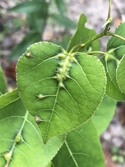 Phyllocoptes didelphis