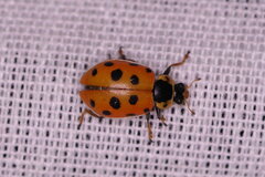 Hippodamia tredecimpunctata