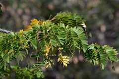 Enterolobium timbouva