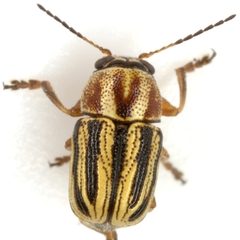 Pachybrachis dubiosus