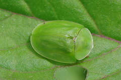 Cassida viridis