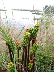 Arum italicum