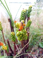Arum italicum
