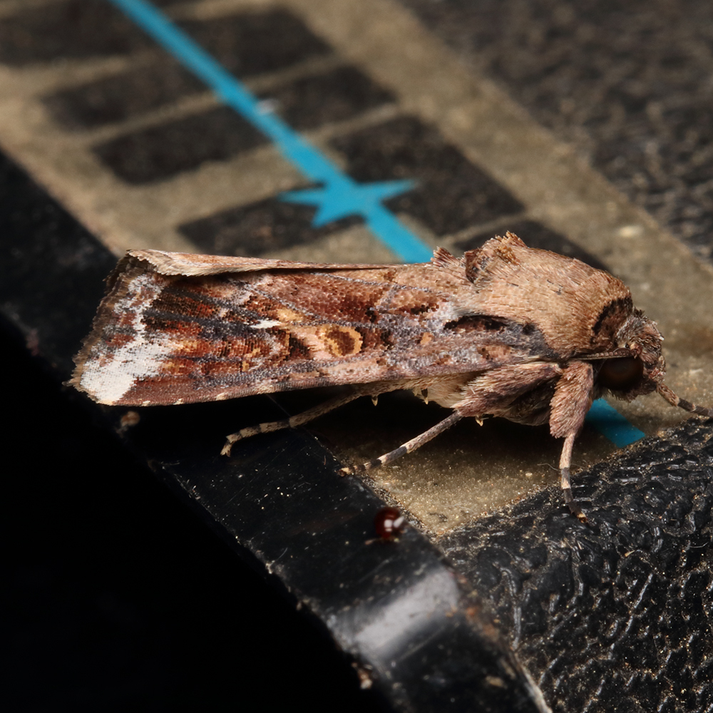 Fall Armyworm Moth from Shelby County, AL, USA on July 23, 2022 at 02: ...