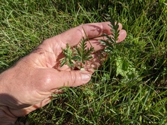 Potentilla bipinnatifida