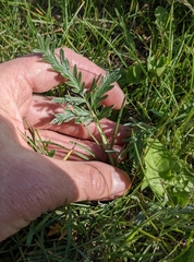 Potentilla bipinnatifida