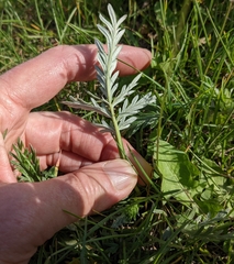 Potentilla bipinnatifida