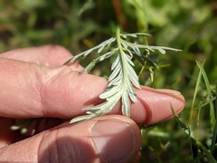 Potentilla bipinnatifida