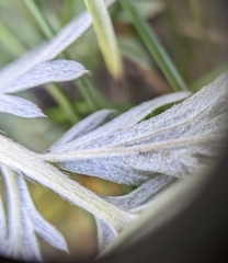 Potentilla bipinnatifida
