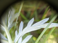 Potentilla bipinnatifida