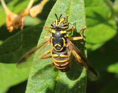 Spilomyia citima