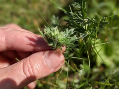 Potentilla bipinnatifida