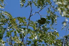 Enterolobium timbouva