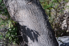 Enterolobium timbouva