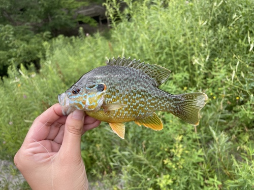 Pumpkinseed × Green Sunfish