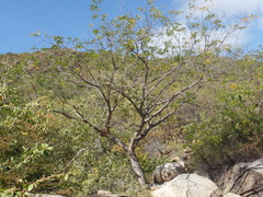 Enterolobium timbouva