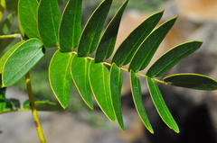 Enterolobium timbouva