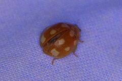 Calvia decemguttata