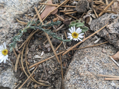 Erigeron breweri jacinteus