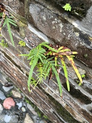 Pteris vittata