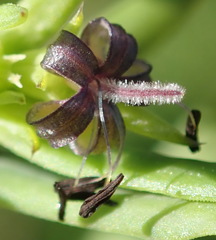Carpacoce spermacocea