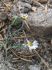 Erigeron breweri jacinteus