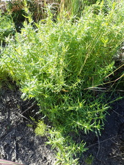 Carpacoce spermacocea