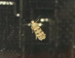 Bryotropha domestica