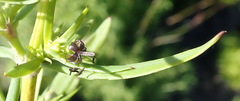 Carpacoce spermacocea