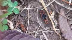 Lygaeus kalmii angustomarginatus