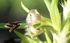 Carpacoce spermacocea
