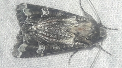 Noctuinae