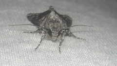 Noctuinae