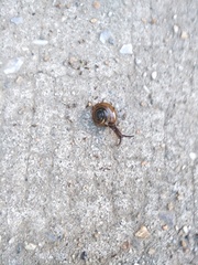 Macrochlamys hippocastaneum