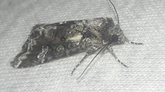 Noctuinae