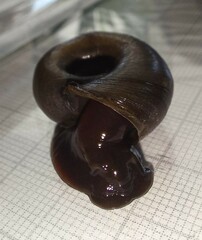 Planorbarius corneus