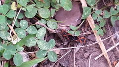 Lygaeus kalmii angustomarginatus