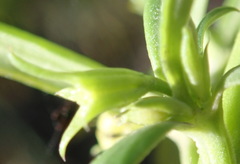 Carpacoce spermacocea