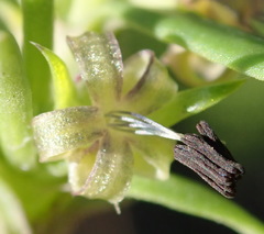 Carpacoce spermacocea