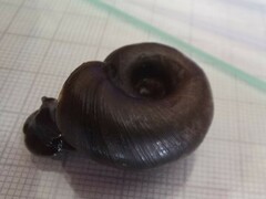 Planorbarius corneus
