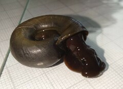 Planorbarius corneus