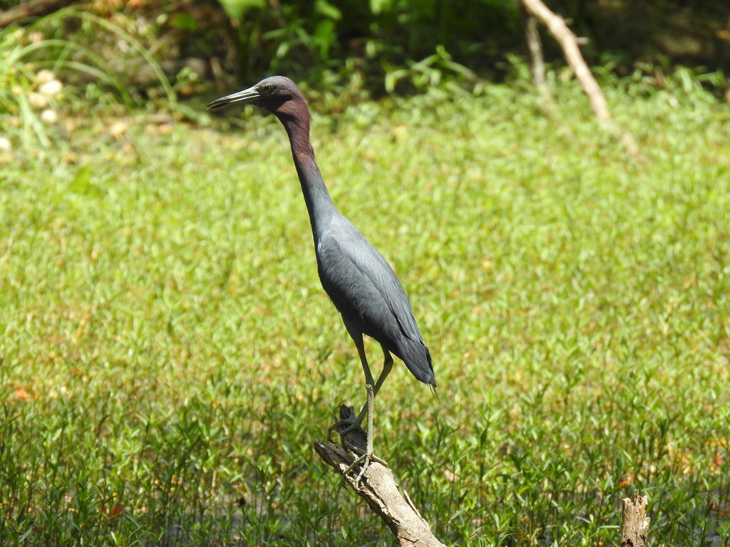 Little Blue Heron from West Carrollton, Carrollton, TX, USA on July 23 ...