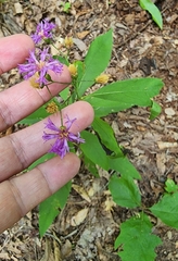 Vernonia flaccidifolia