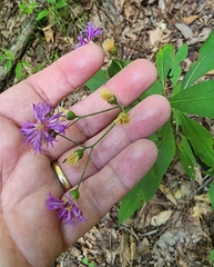 Vernonia flaccidifolia