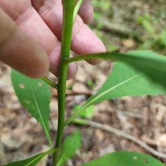 Vernonia flaccidifolia