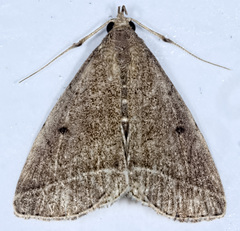Zanclognatha marcidilinea