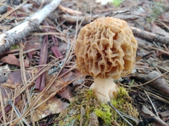 Morchella tridentina