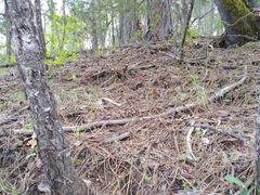 Morchella tridentina