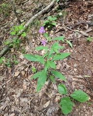 Vernonia flaccidifolia