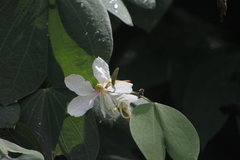 Bauhinia picta
